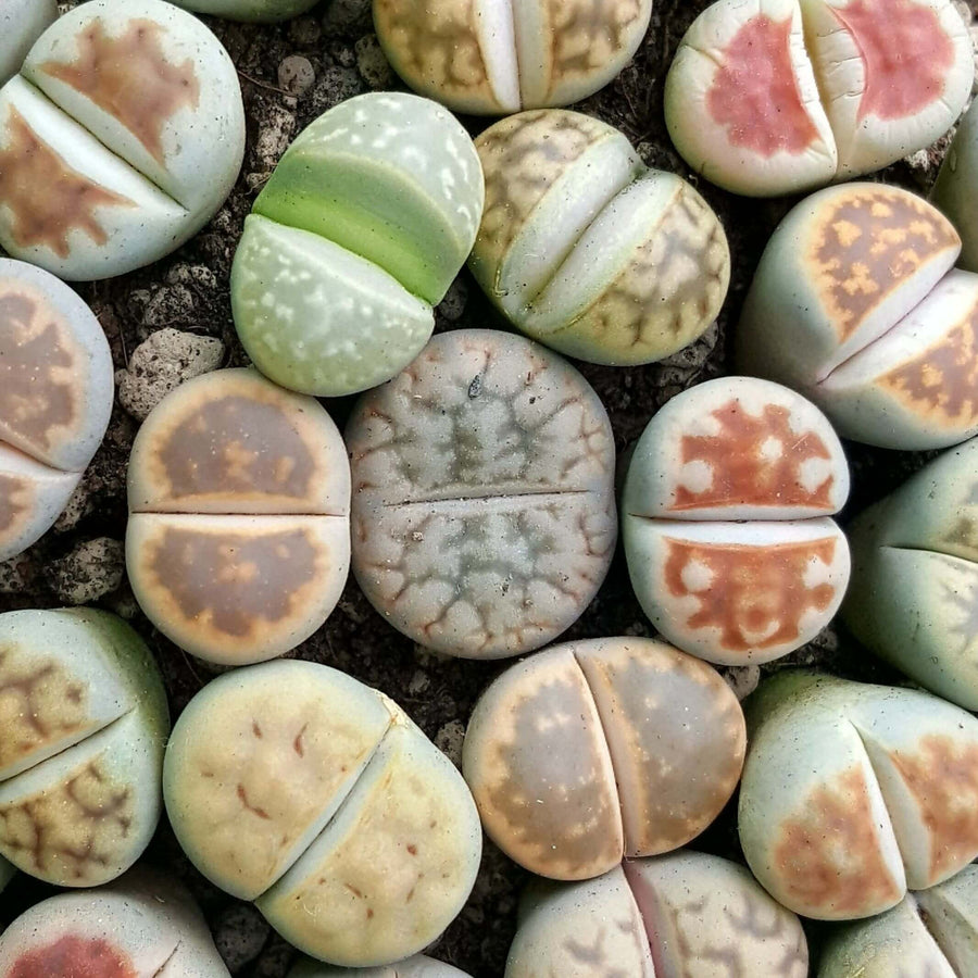 Lithops Living Stone lithops indoor plants-image2 3