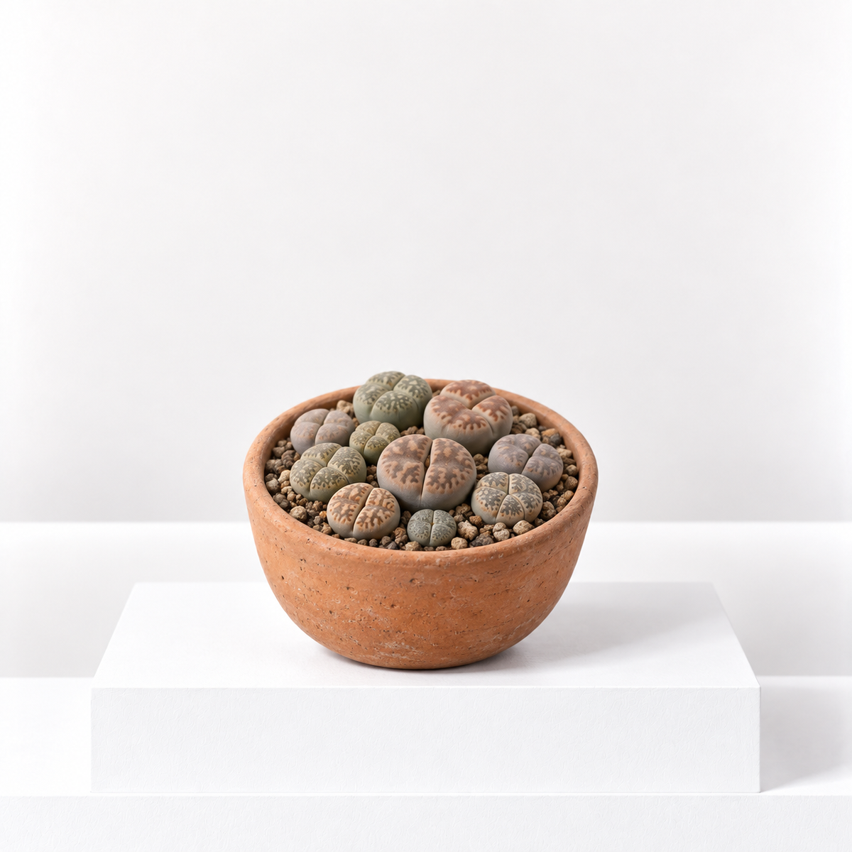 Lithops Living Stones | Unusual Succulent Indoor Plant