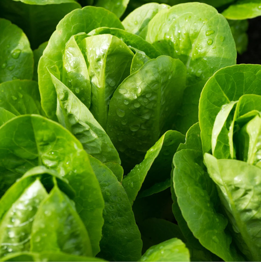 Little Gem Lettuce Plant Lettuce 'Cos Little Gem' (8 Pack) image2 2
