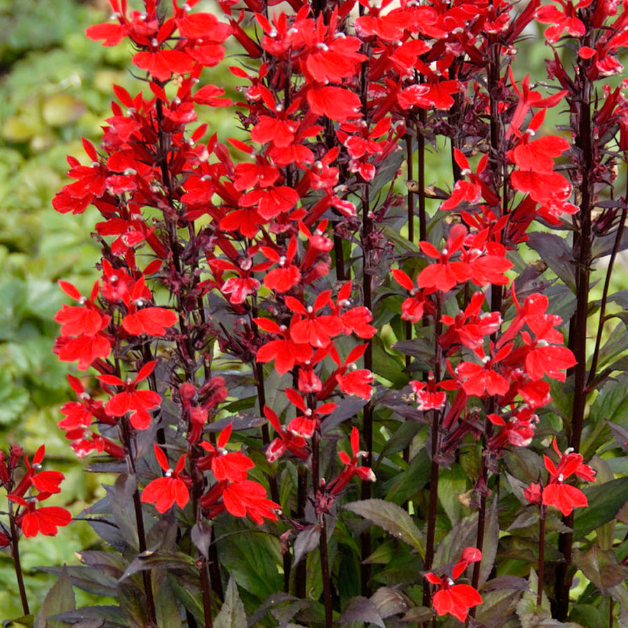 Lobelia Cardinalis Queen Victoria lobelia-queen-victoria-main 4