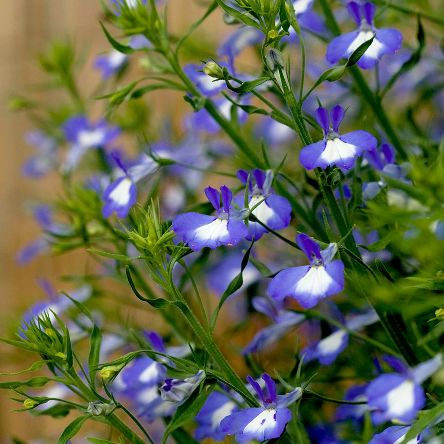 Blue Lobelia Plants 3 x Blue Lobelia in 9cm Pots image3 4