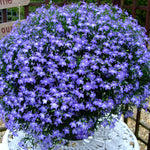 Lobelia 3 Mixed Plants in 9cm Pots Lobelia 3 Mixed Plants in 9cm Pots image3 3
