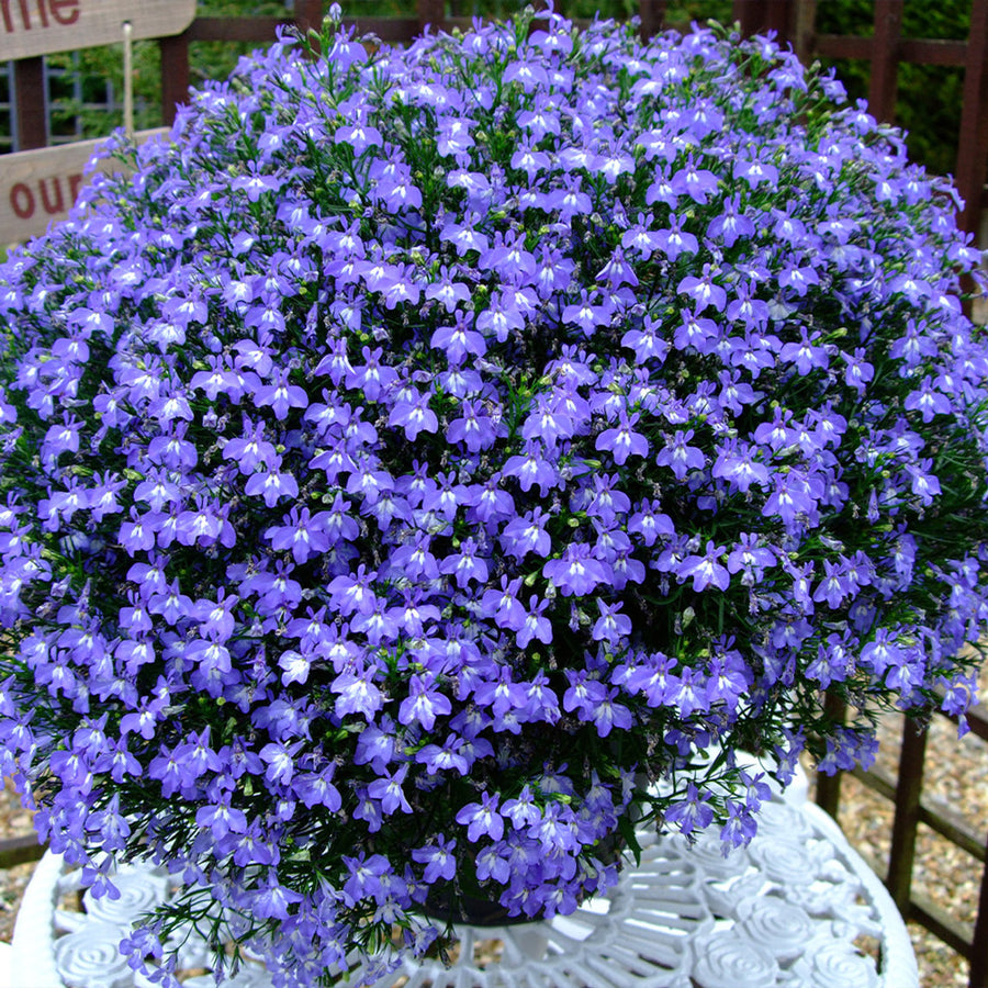 Blue Lobelia Plants 3 x Blue Lobelia in 9cm Pots image2 3