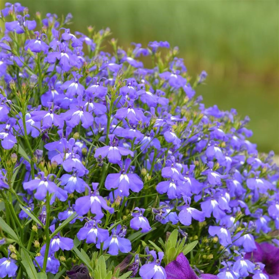 Blue Lobelia Plants 3 x Blue Lobelia in 9cm Pots image1 1