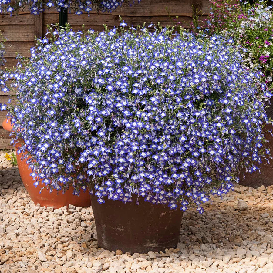 Blue White Eye Lobelia 3 x Blue White Eye Lobelia in 9cm Pots image2 2