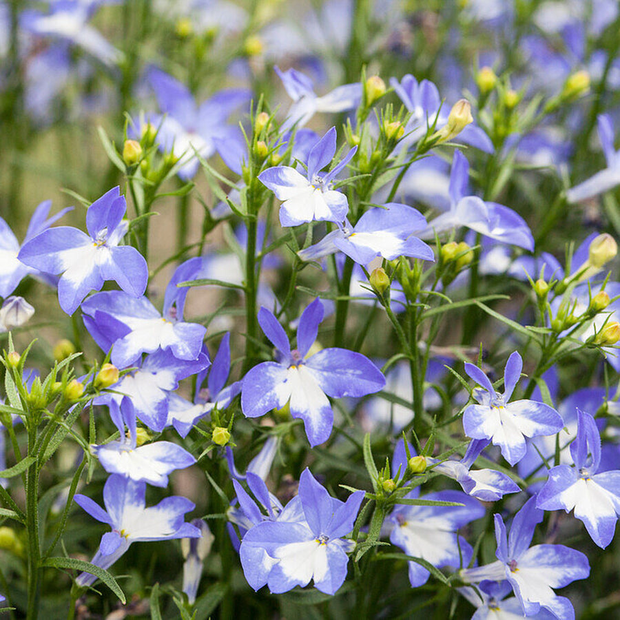 Blue White Eye Lobelia 3 x Blue White Eye Lobelia in 9cm Pots image3 3