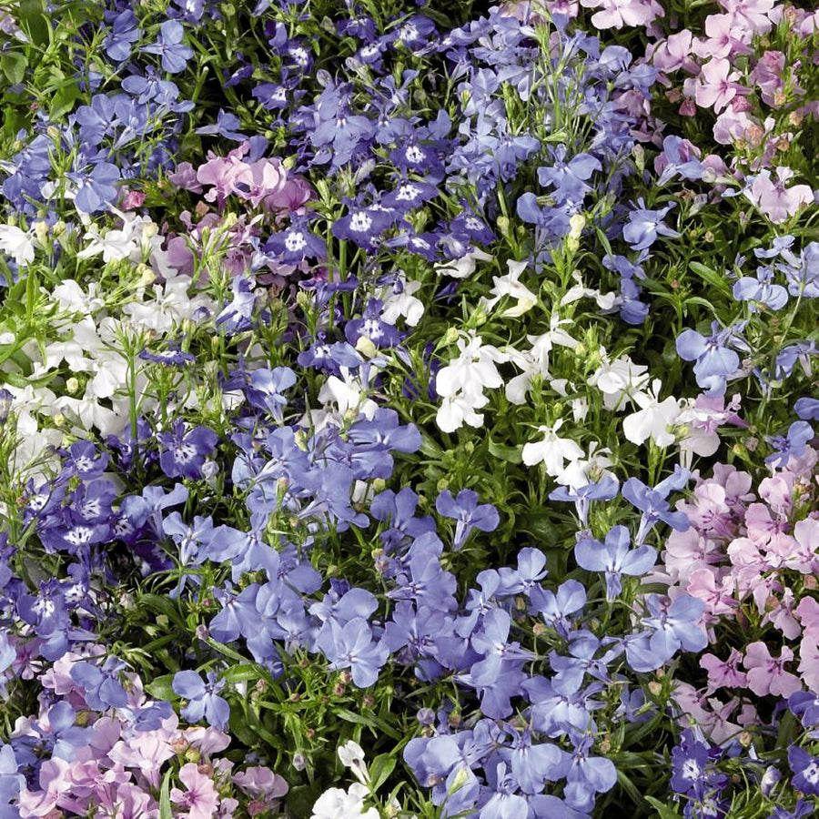 Blue White Eye Lobelia 3 x Blue White Eye Lobelia in 9cm Pots image4 4