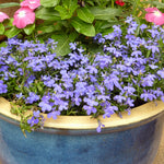 Lobelia Bush 'Cambridge Blue' - 20 Pack Lobelia Bush 'Cambridge Blue' - 20 Pack image2 2