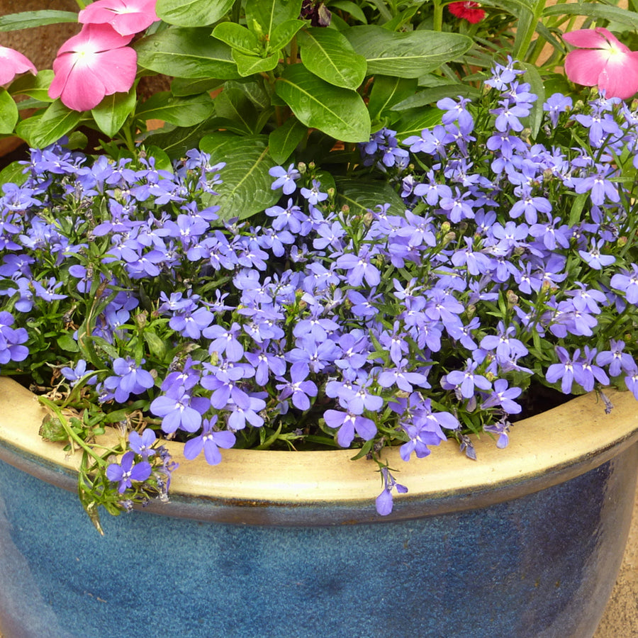 Lobelia Bush 'Cambridge Blue' - 20 Pack Lobelia Bush 'Cambridge Blue' - 20 Pack image2 2