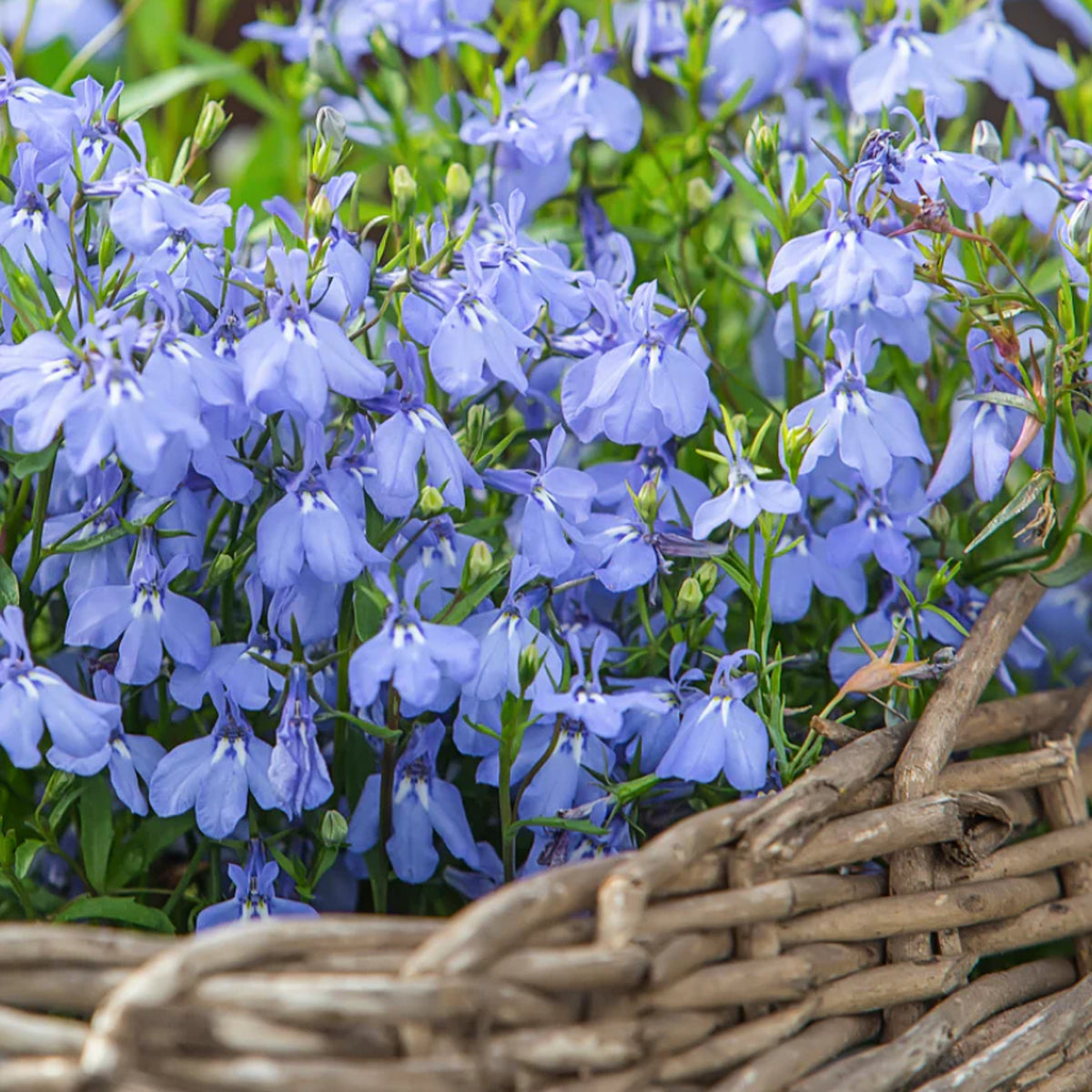 Lobelia Bush 'Cambridge Blue' - 20 Pack Lobelia Bush 'Cambridge Blue' - 20 Pack image3 3