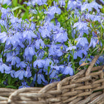 Lobelia Bush 'Cambridge Blue' - 20 Pack Lobelia Bush 'Cambridge Blue' - 20 Pack image3 3