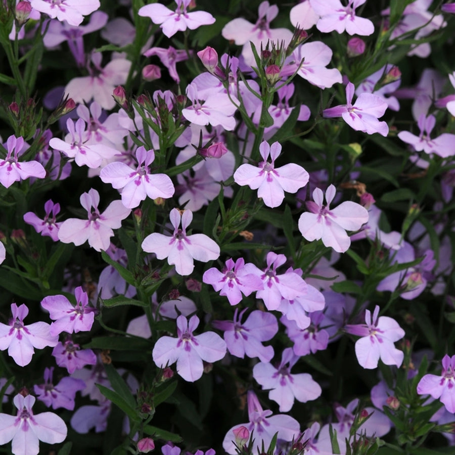 Lavender Lobelia Plants 3 x Lavender Lobelia in 9cm Pots image3 4