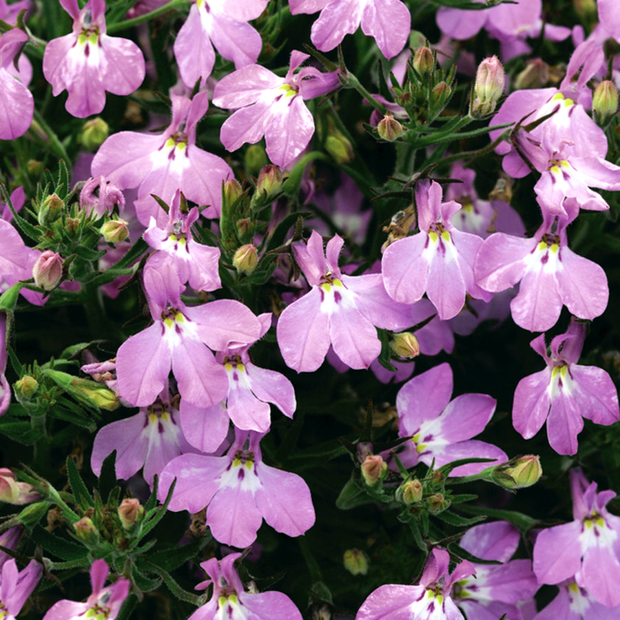 Lobelia Plants  5