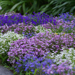 Lobelia 3 Mixed Plants in 9cm Pots Lobelia 3 Mixed Plants in 9cm Pots image2 2