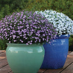 Lobelia 3 Mixed Plants in 9cm Pots Lobelia 3 Mixed Plants in 9cm Pots image4 4