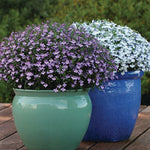 Lavender Lobelia Plants 3 x Lavender Lobelia in 9cm Pots image2 3