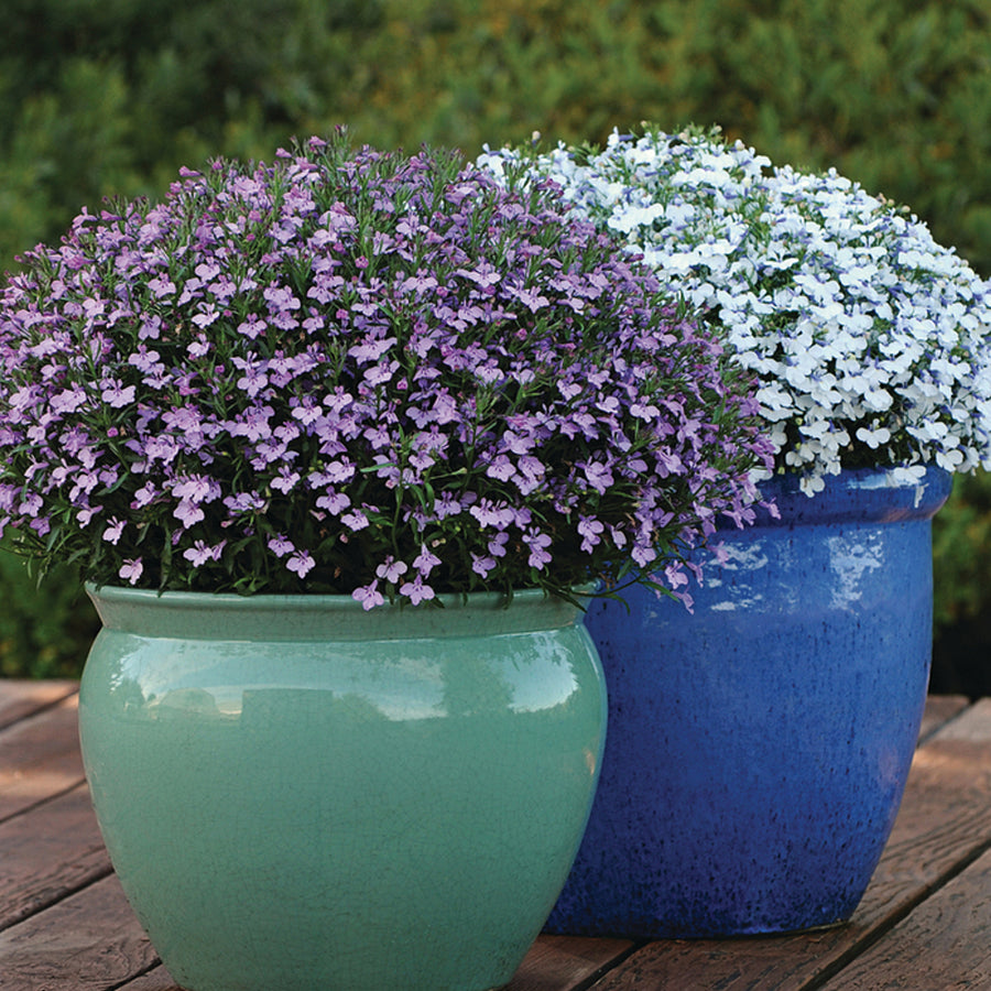 Lavender Lobelia Plants 3 x Lavender Lobelia in 9cm Pots image2 3