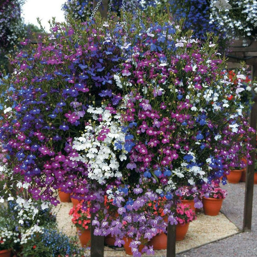 Lobelia Trailing Mix - 20 Pack Lobelia Trailing Mix - 24 Pack image4 4
