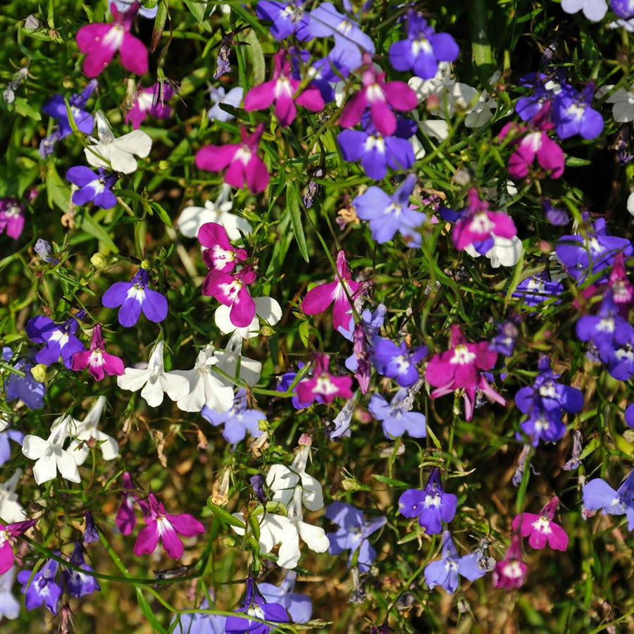 Lobelia Trailing Mix - 20 Pack Lobelia Trailing Mix - 24 Pack image3 3