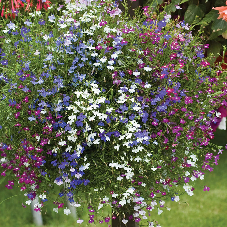 Lobelia Trailing Mix - 20 Pack Lobelia Trailing Mix - 24 Pack image2 2