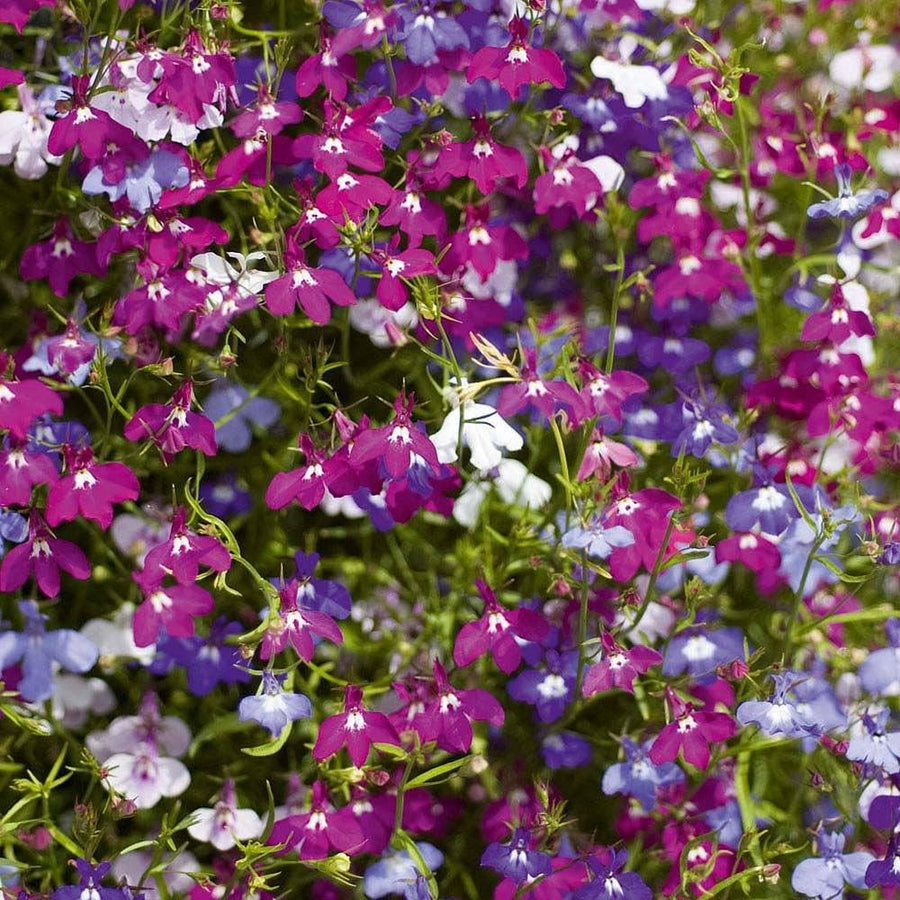 Lobelia Trailing Mix - 20 Pack Lobelia Trailing Mix - 24 Pack image1 1