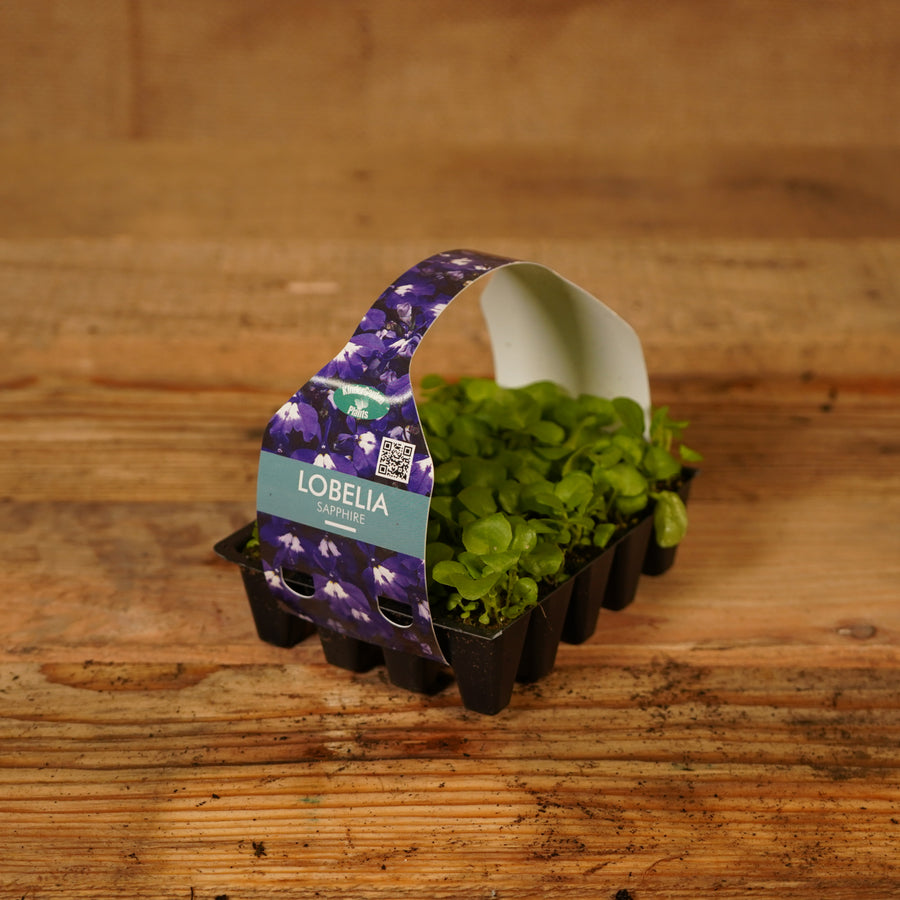 Plug Plants - Lobelia Sapphire  6