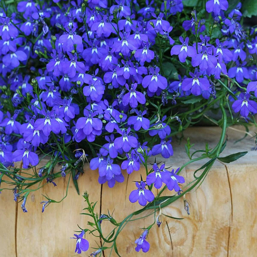 Plug Plants - Lobelia Sapphire  4