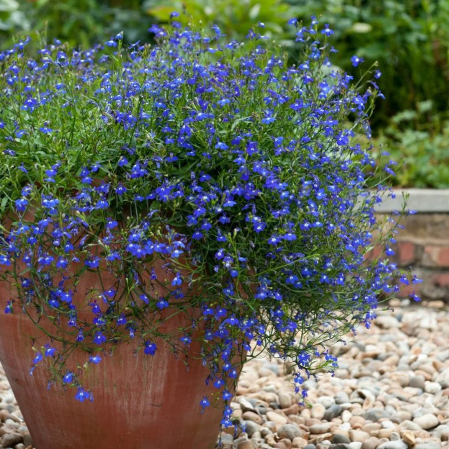Plug Plants - Lobelia Sapphire  1