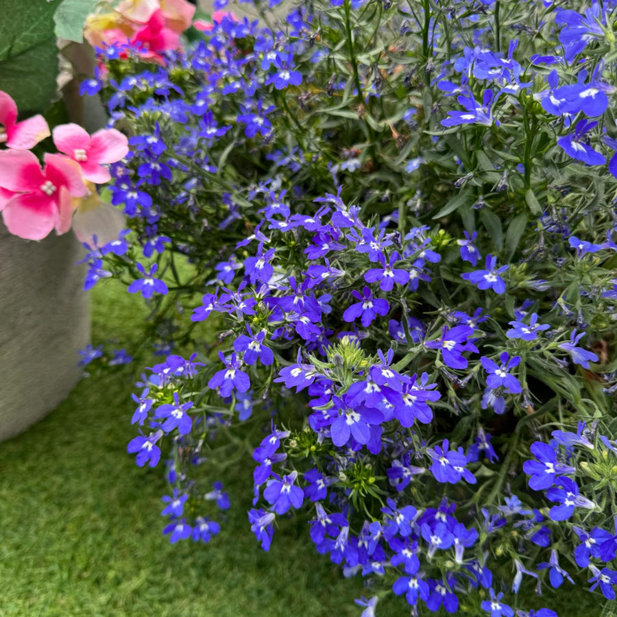 Plug Plants - Lobelia Sapphire  5