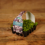 Plug Plants - Lobelia Trailing Mix  2