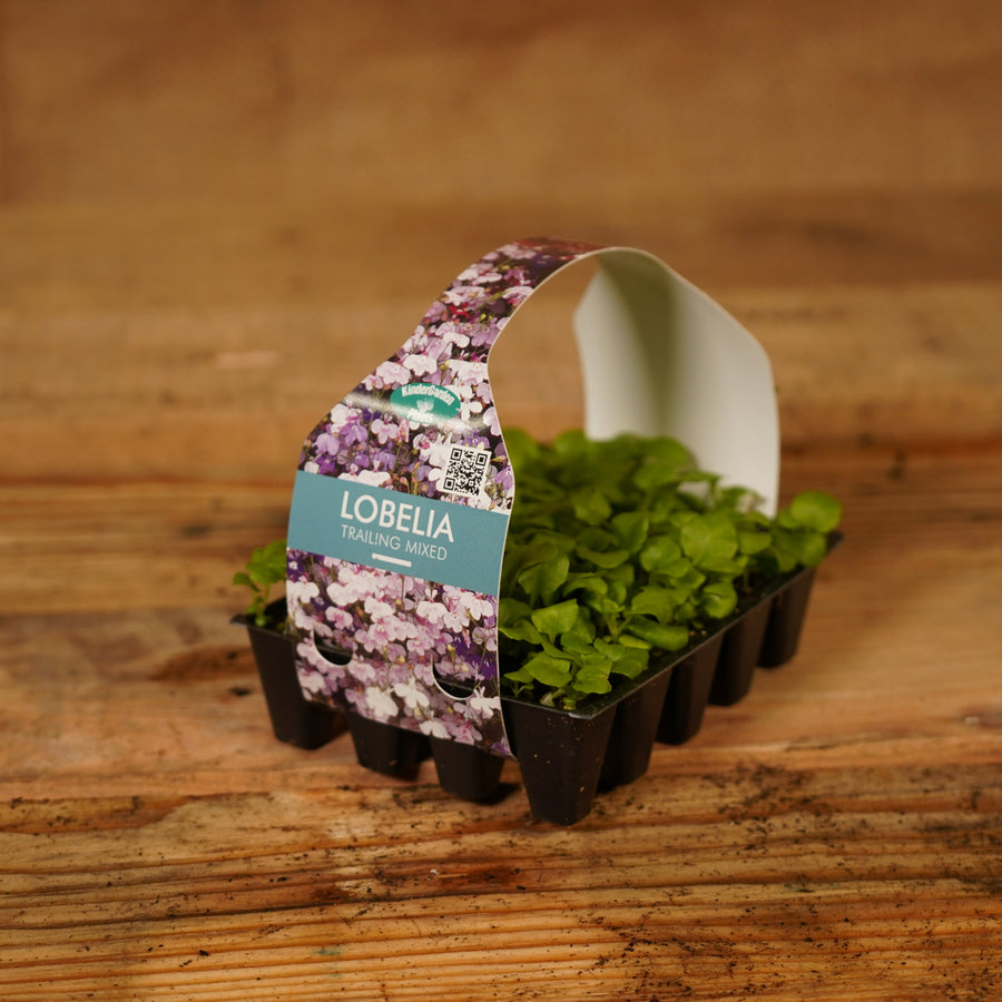 Plug Plants - Lobelia Trailing Mix  2