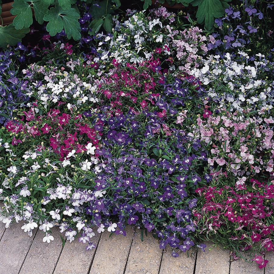 Plug Plants - Lobelia Trailing Mix  3