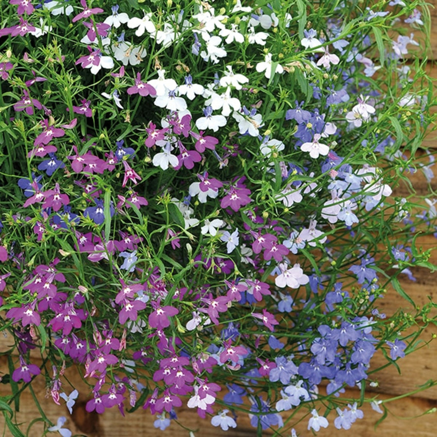 Plug Plants - Lobelia Trailing Mix  4