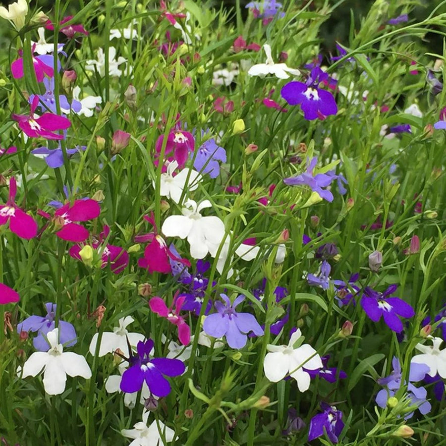 Plug Plants - Lobelia Trailing Mix  1