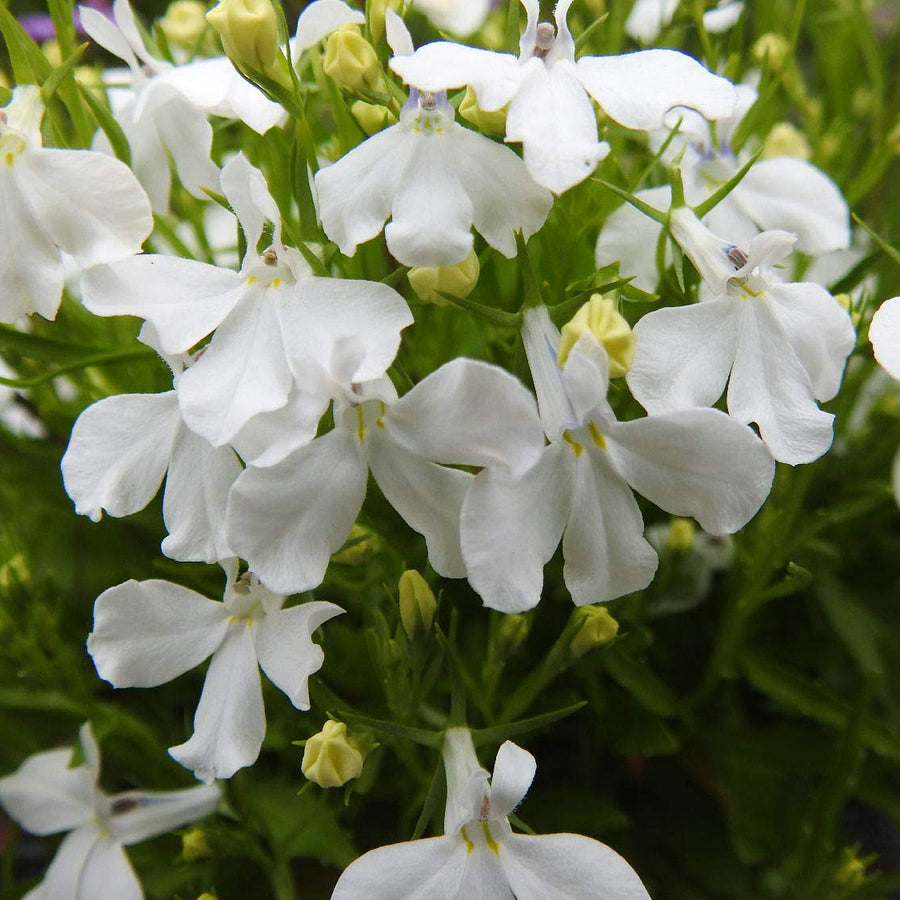 White Lobelia Plants 3 x White Lobelia in 9cm Pots image4 4