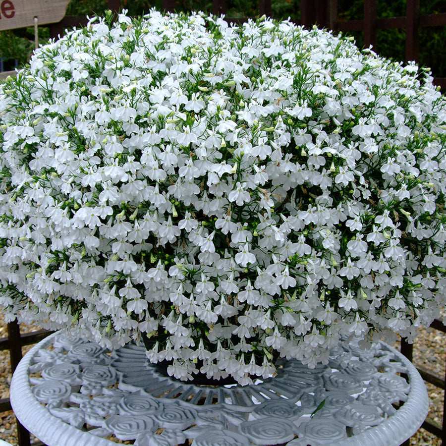 White Lobelia Plants 3 x White Lobelia in 9cm Pots image2 3
