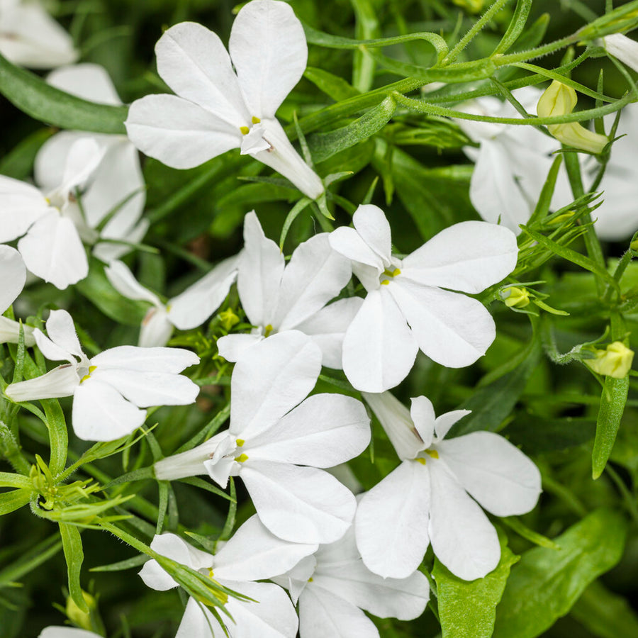 Lobelia Plants  4