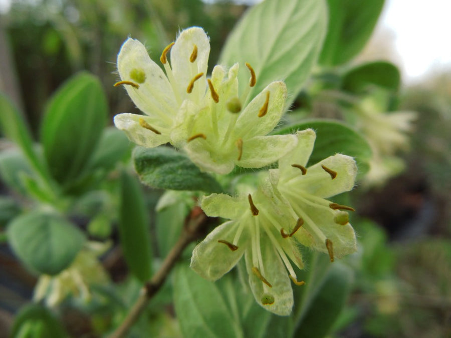 Lonicera caerulea Blue Velvet - Edible Honeyberry Lonicera caerulea 'Blue Velvet' (Honeyberry) image3 3