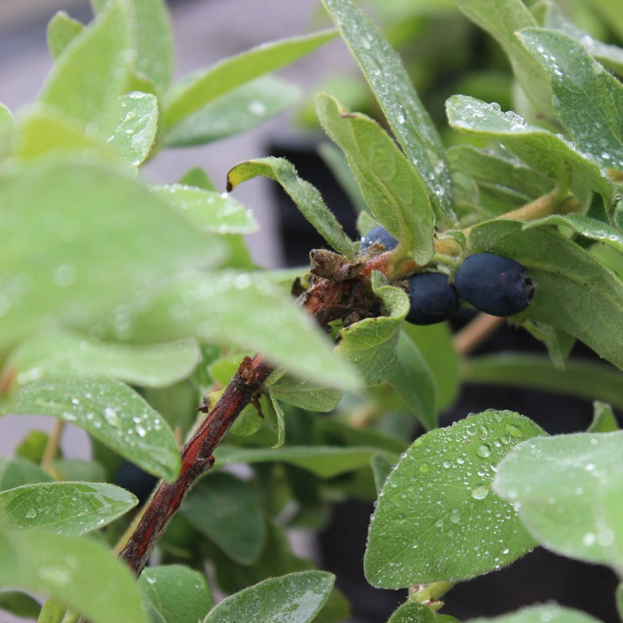 Lonicera caerulea Blue Velvet - Edible Honeyberry Lonicera caerulea 'Blue Velvet' (Honeyberry) image4 4