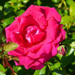 Love Struck Bare Root Rose  1