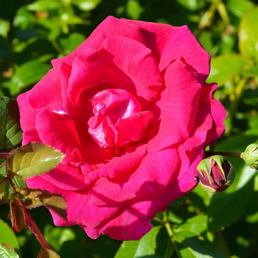Love Struck Bare Root Rose  1