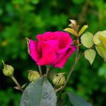 Love Struck Bare Root Rose  2