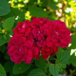 Love Struck Bare Root Rose  3