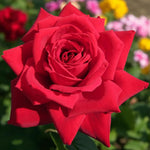 Loving Memory Bare Root Rose  3