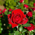 Loving Memory Bare Root Rose  1