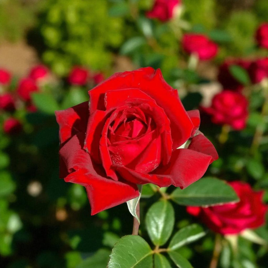 Loving Memory Bare Root Rose  1