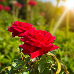 Loving Memory Bare Root Rose  2