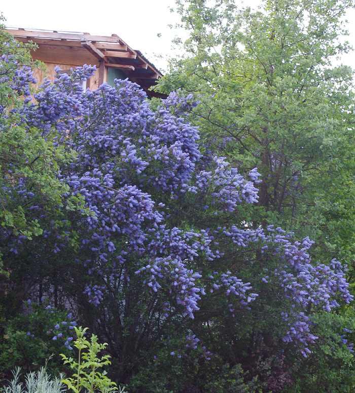 Ceanothus Tuxedo Ceanothus Tuxedo image3 2