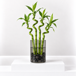Lucky Bamboo Spiral Stems  1
