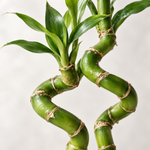 Lucky Bamboo Spiral Stems  2